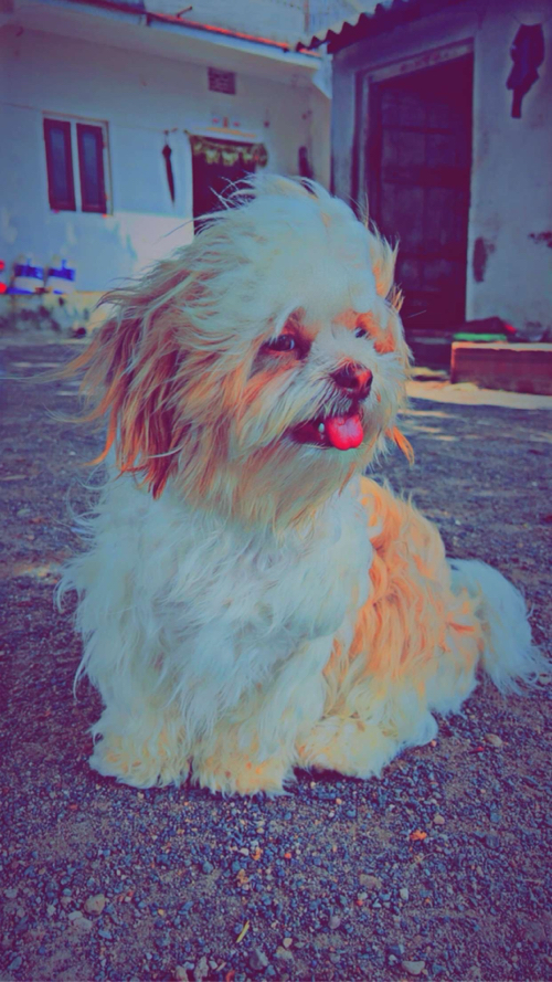 ShihTzu