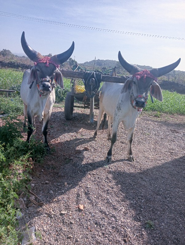 ગોઢલા વેચવાના છ...