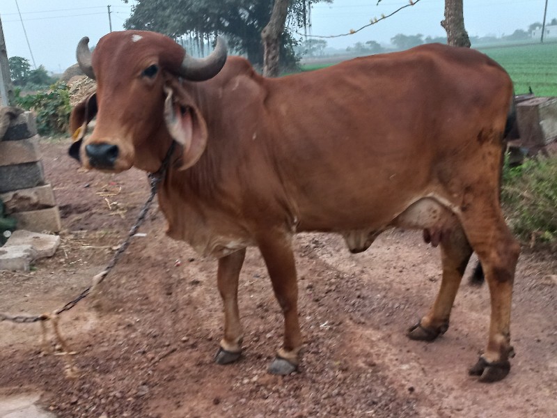 ગાય વેચવાની છે...