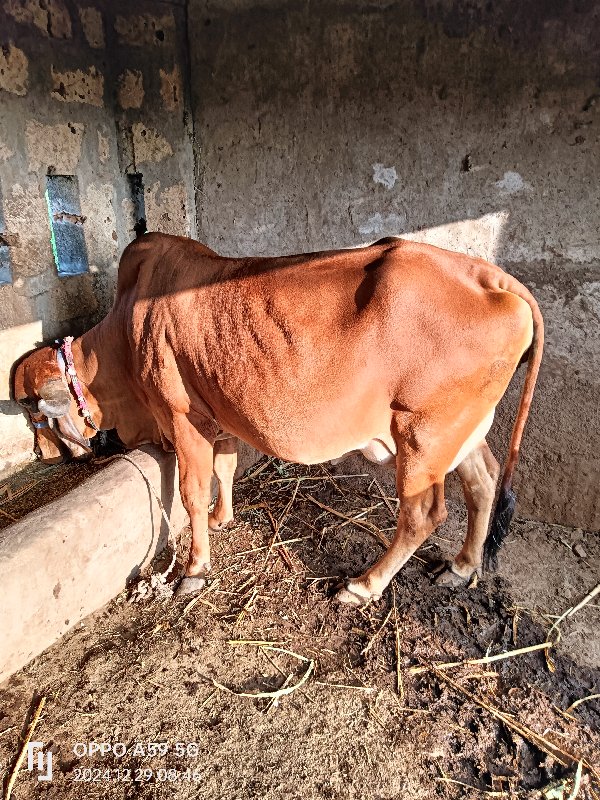 ગીર ગાય વેચવાની...