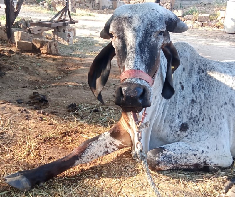 ગાય વેચવાની છે