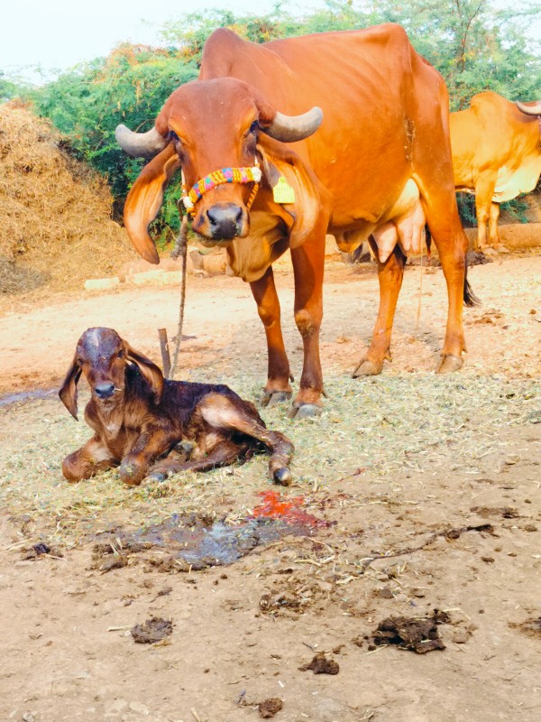 ગાય દેવાનિછે