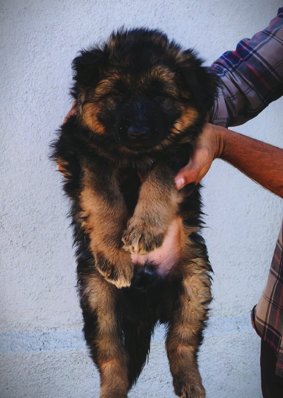 German Shepherd