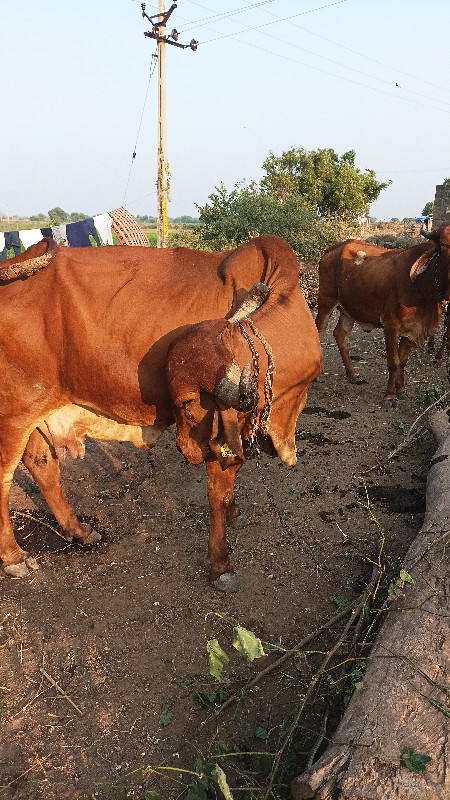 ગાય વેચવાની છે