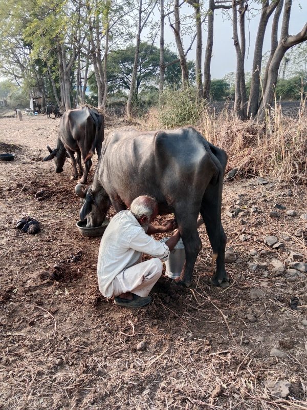 ખળેલી વેચવાની છ...