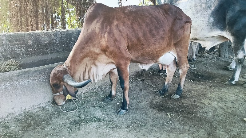 ગાય વેચવાની છે