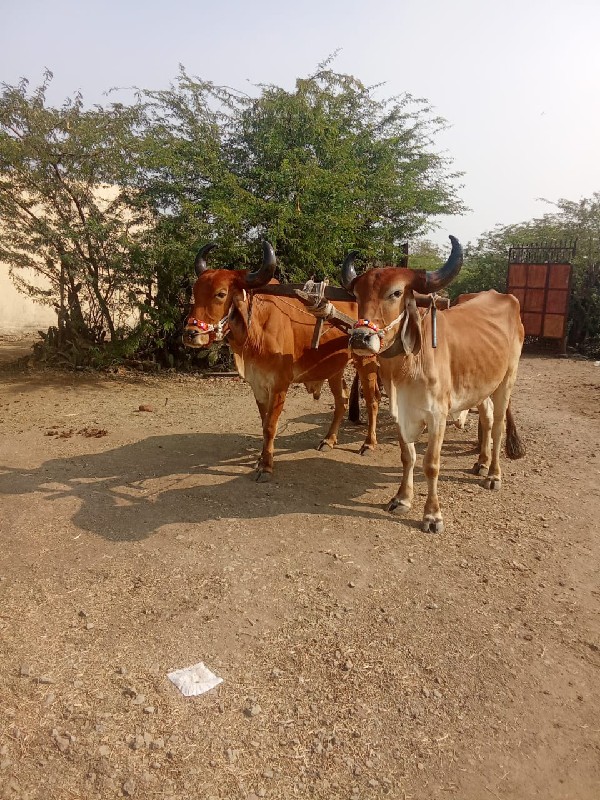 દ્વારકા તાલુકો...