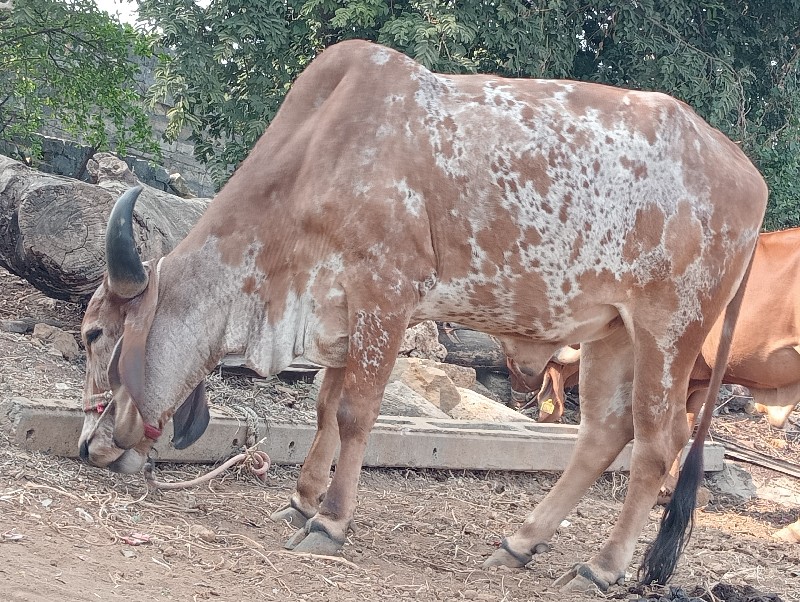 ગોધલો વેસ્વનો સ...