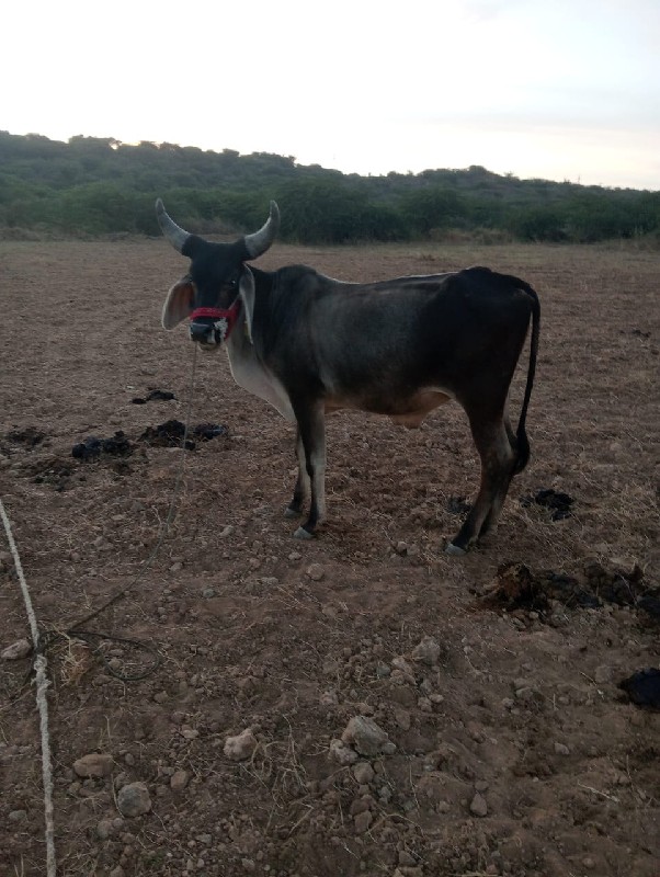 ગોધલાં વેચવા ના...