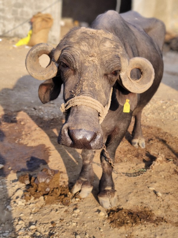 દેસી ટોપલ  કુંડ...