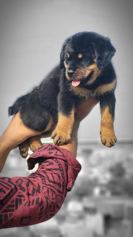 Rottweiler fema...