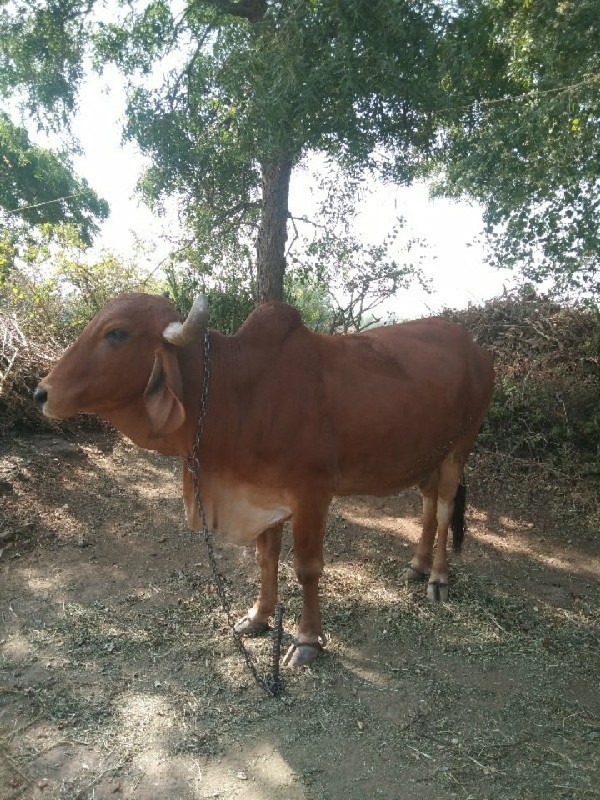 ગાય વેચવાની છે