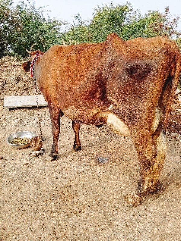 ત્રીજા વેતર માં...