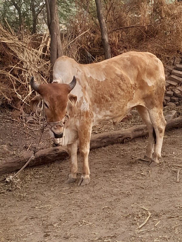 ગોઢલા