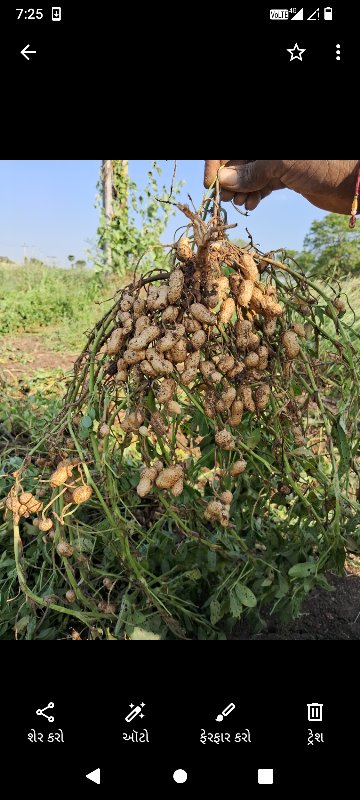 ગીરનાર માડવીનુ....