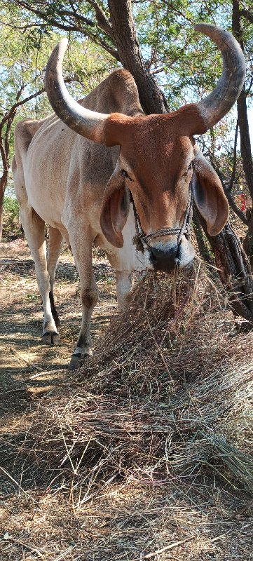 બળદ વેચવાનો છે