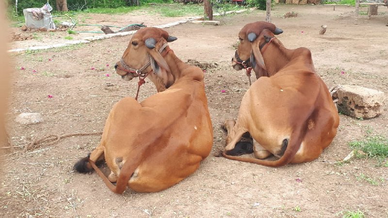 ટધઝડટ