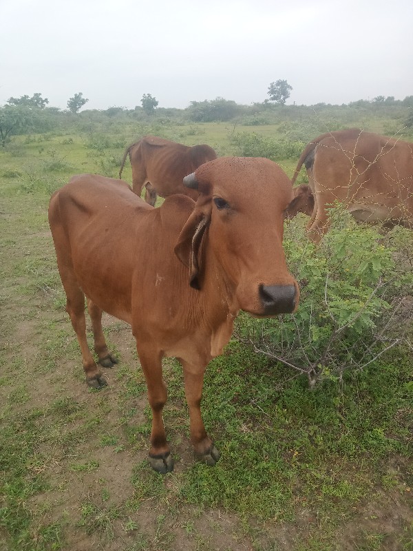 ગાય