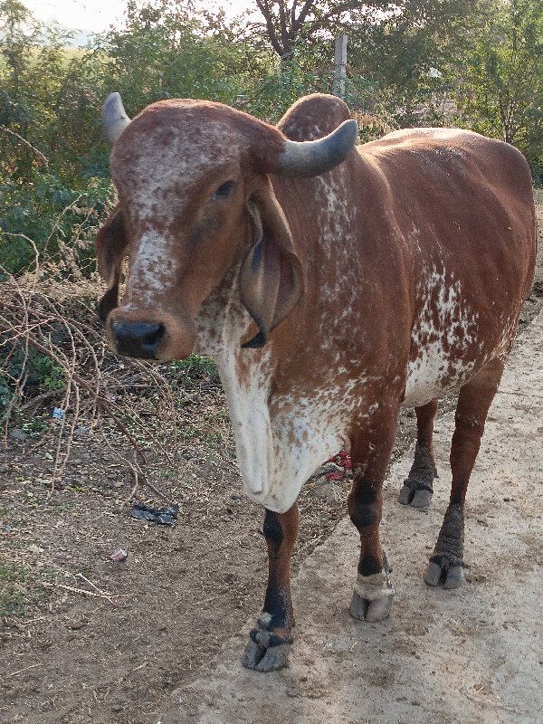 ગાય