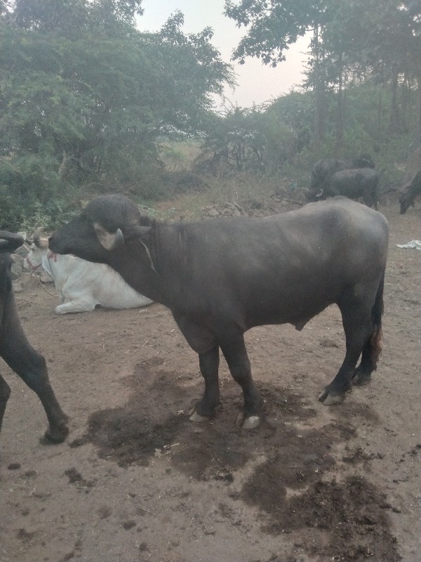 નાથાહમીરલાલકા