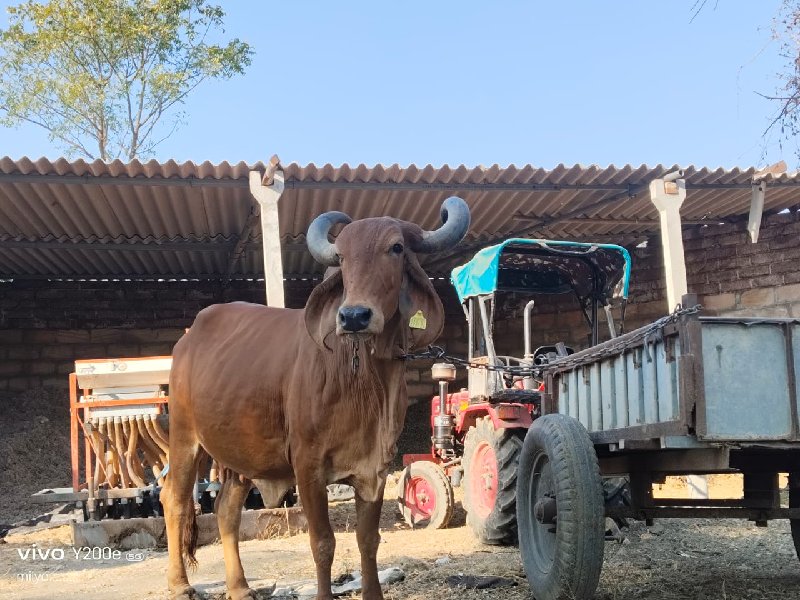 ગાય‌ વેચવાની છે