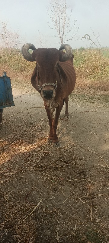 બળદ વેસવાનો છે