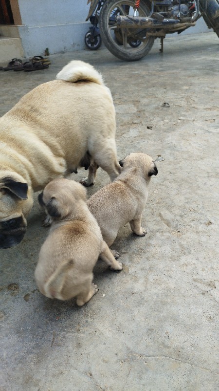 pug pupy ₹10000