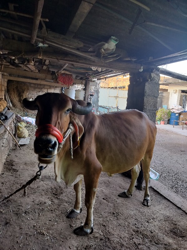 તેજુ વેતર છે