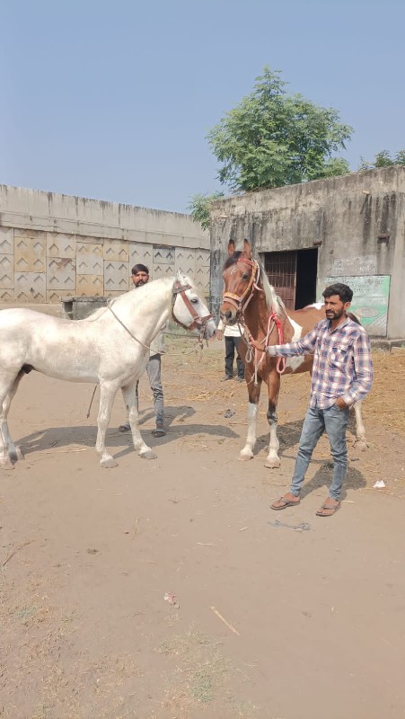 ઘોડી વેચવાની છે