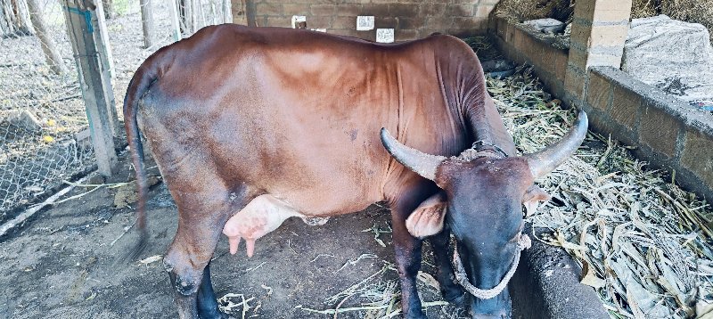 ગાય વેચવાની છે