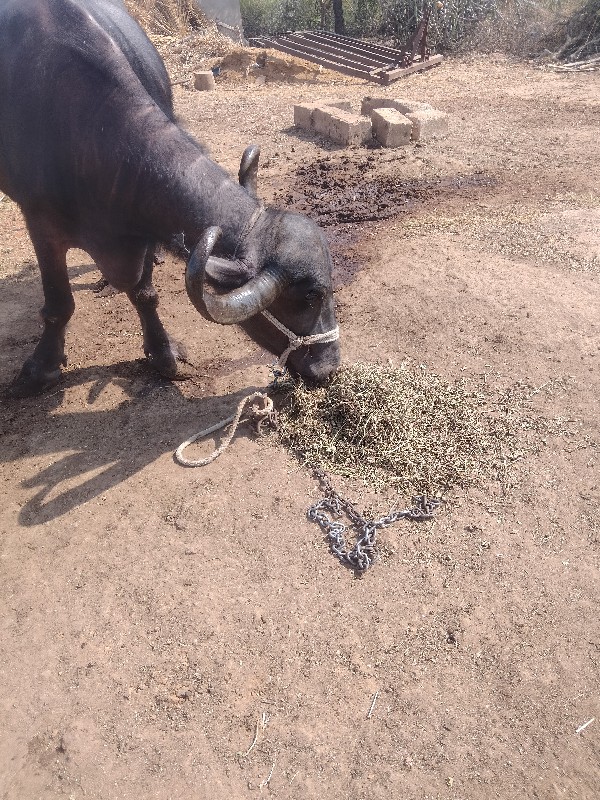 ભેંશ વેચવા ની છ...