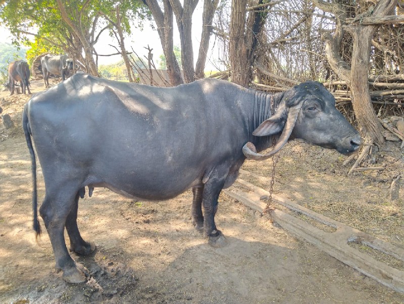 ભેશ વેચવાની છે