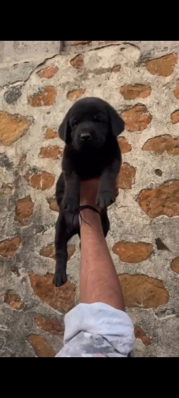 Labrador�...