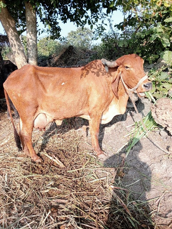 ગાય ત્રીજુ વેતર...