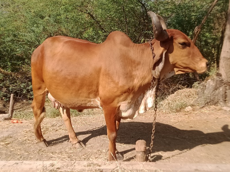 ત્રીજું.વેતર.