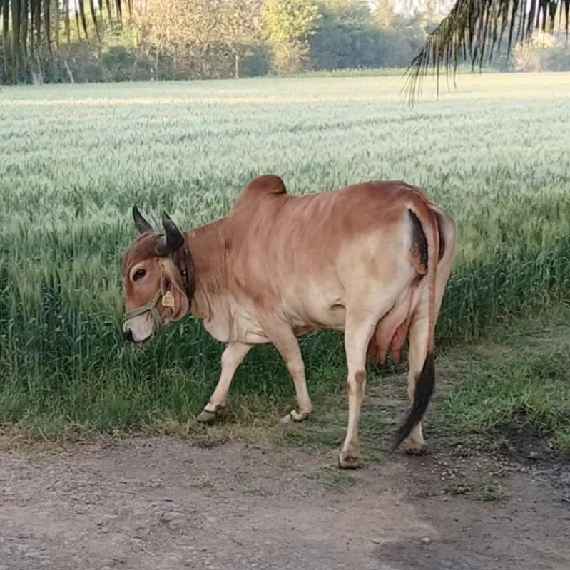 ગાય વેસવા ની છે