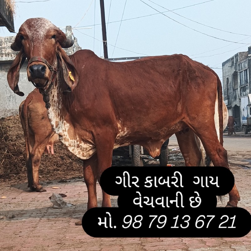 ગાય