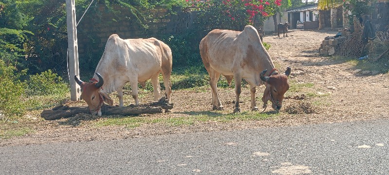 આ માંકડા બળદ વે...