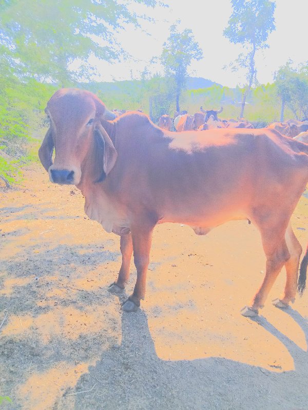 ગીર ઓડકી વેસવાન...