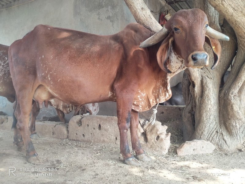 ગાય વેચવાની છે