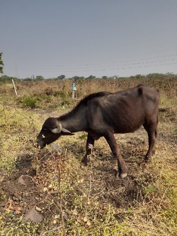 પાડો વેચવાનો છે