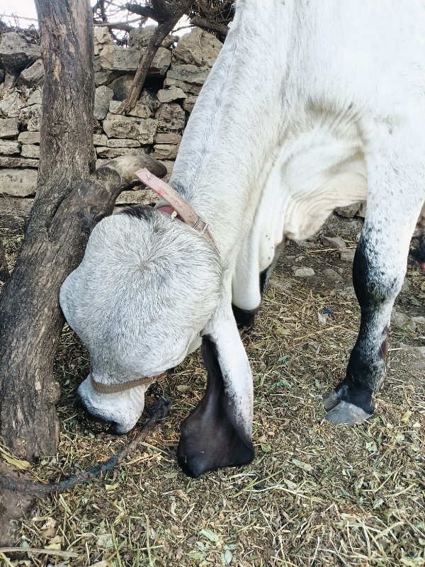 બુલવેશવાનોશે