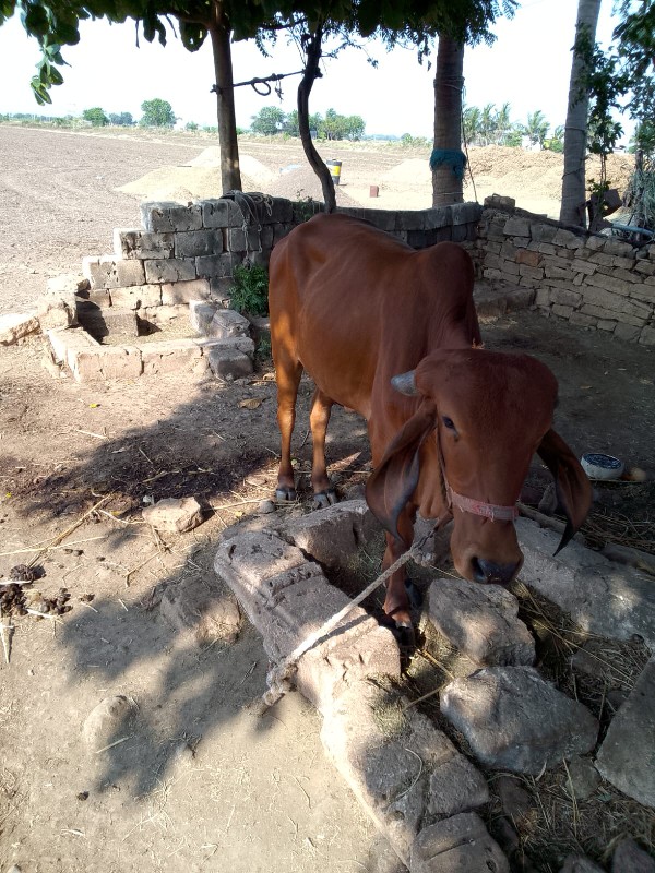 ગીર વસડી દેવાની...