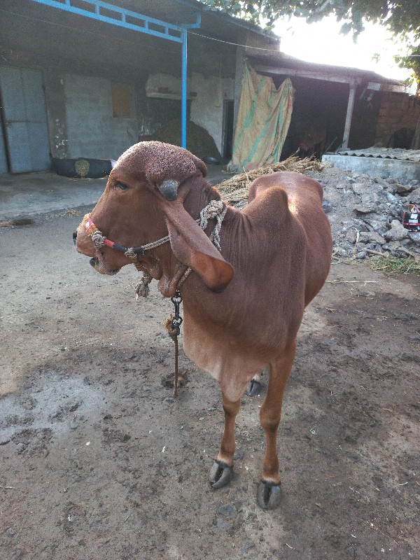 વાછડી