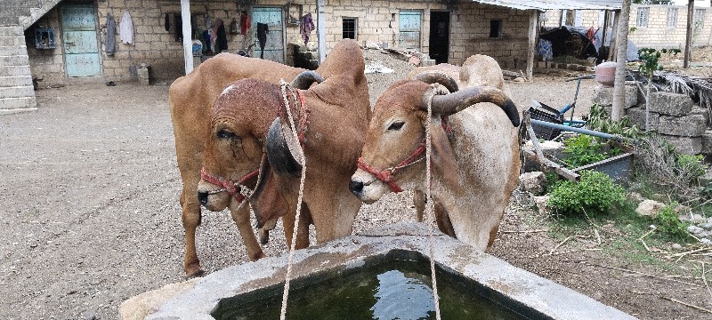 બળદ દેવાના છે