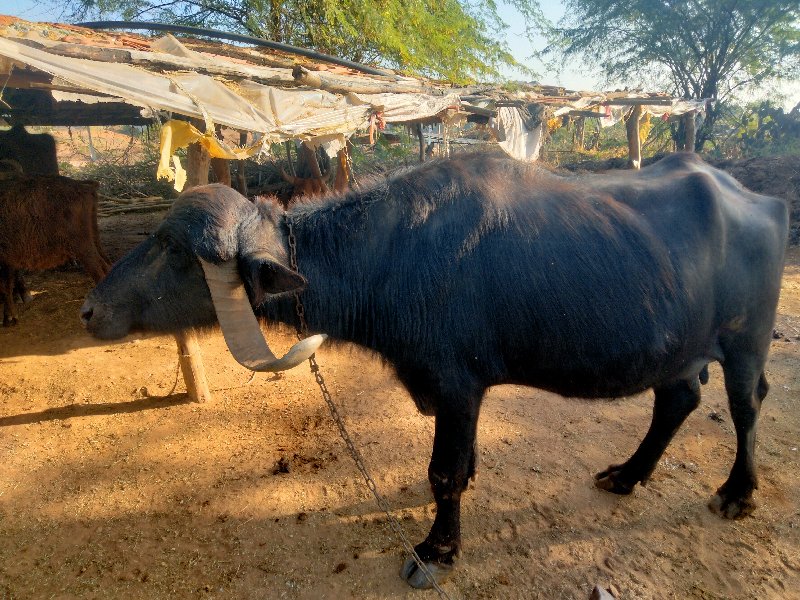 ભેંસ વેચવા ની છ...