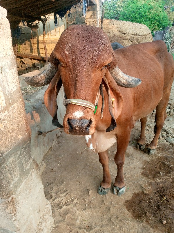 ગીર હોડકુ વેશવા...