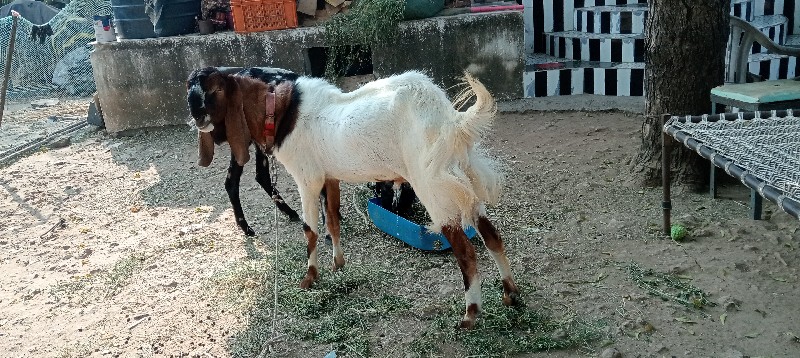 માંગરોળ જુનાગઢ...