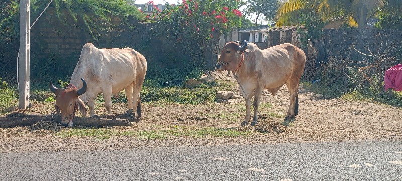 આ માંકડા બળદ વે...