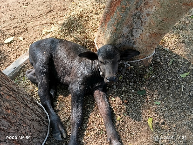 ભેંસ વેચવાની છે